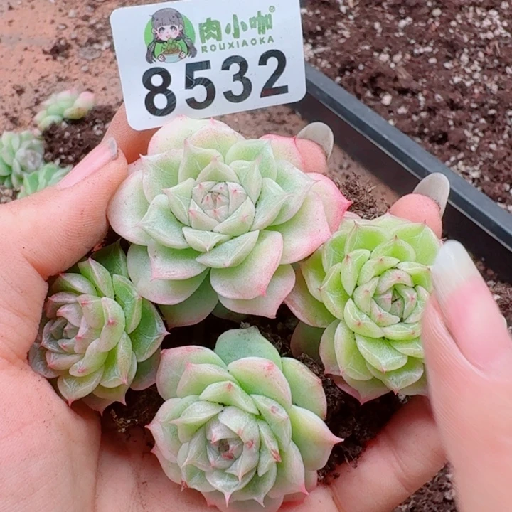 多肉植物多肉植物