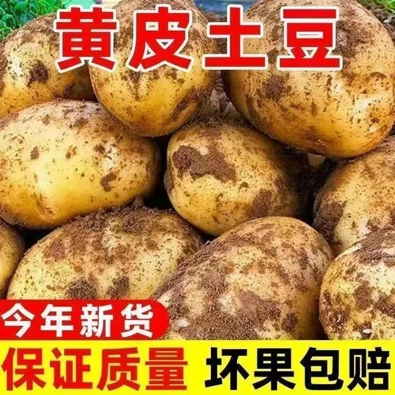 云南新鲜土豆黄皮土豆大个软糯洋芋马铃薯当季蔬菜现挖现发