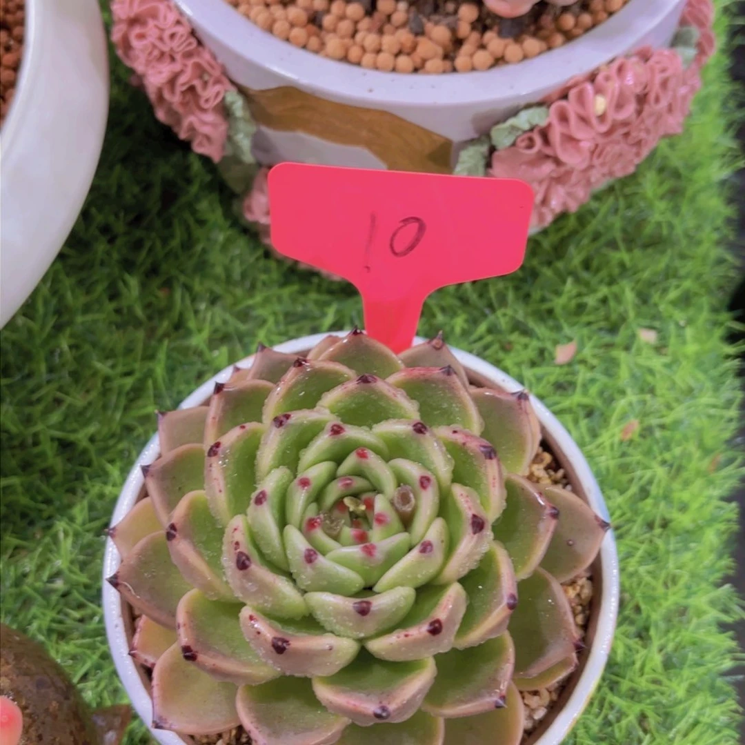 轻**写我的小可爱小可爱们都好可爱