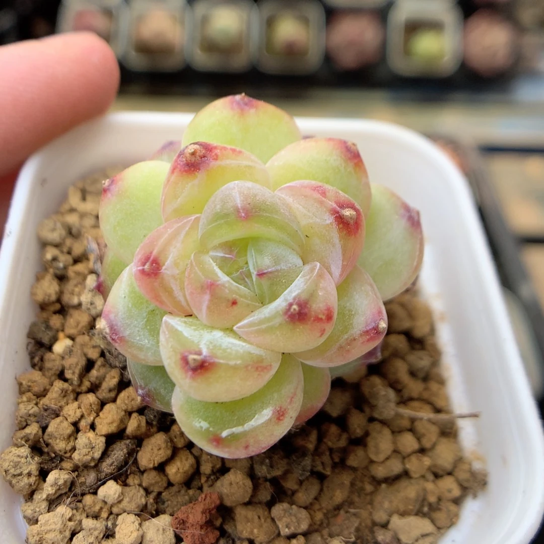 X37 ，20包邮两天凑单偏远不发货