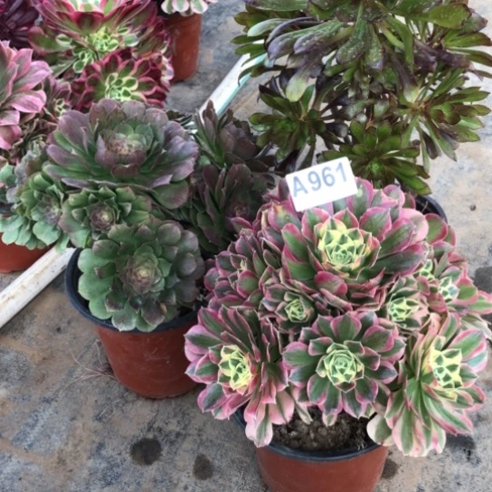 法师多肉植物乂*法师961