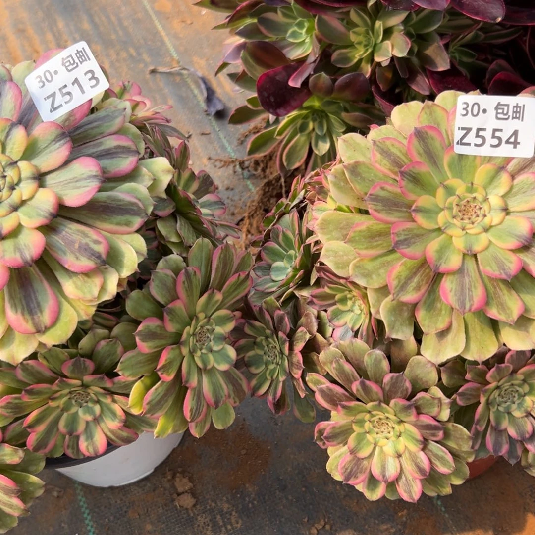 会***?2颗多肉法师新品