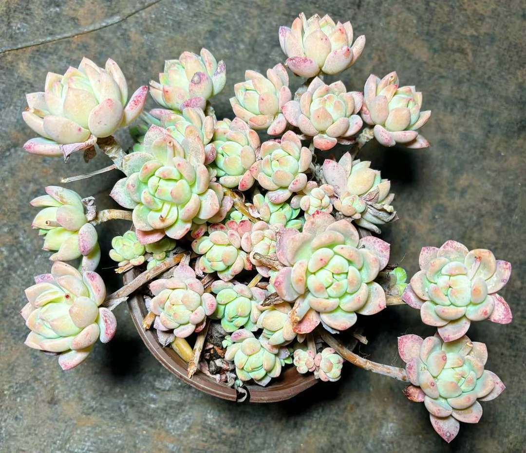 ［老桩桃酥］新手好养 带盆土  （满15包邮） 佳佳乐多肉