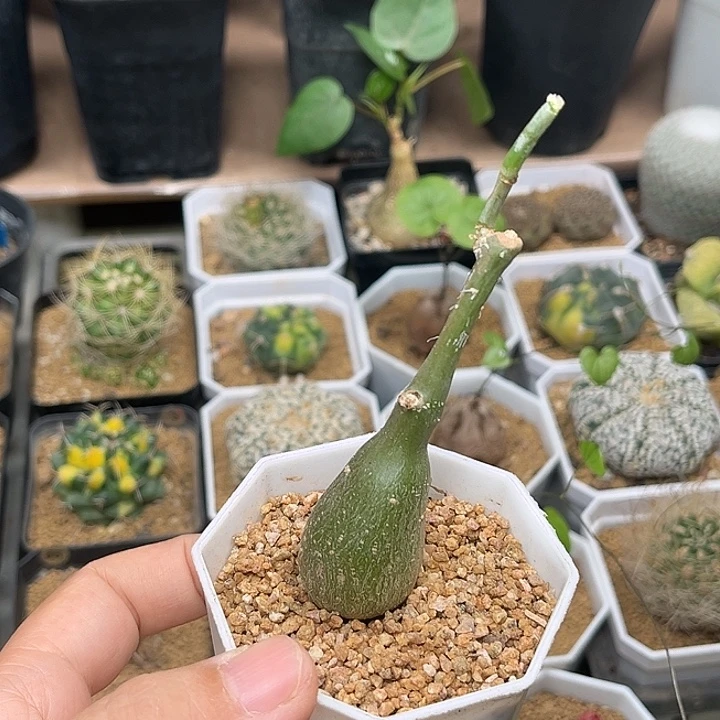 无花朵枫叶苦瓜块根一颗