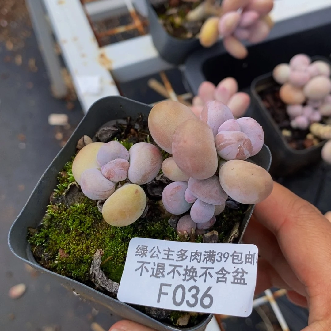 036蛋黄奶多肉5cm