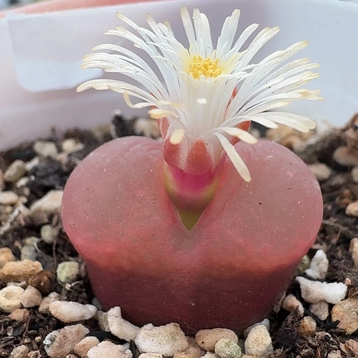 老马生石花2.2吕红2148