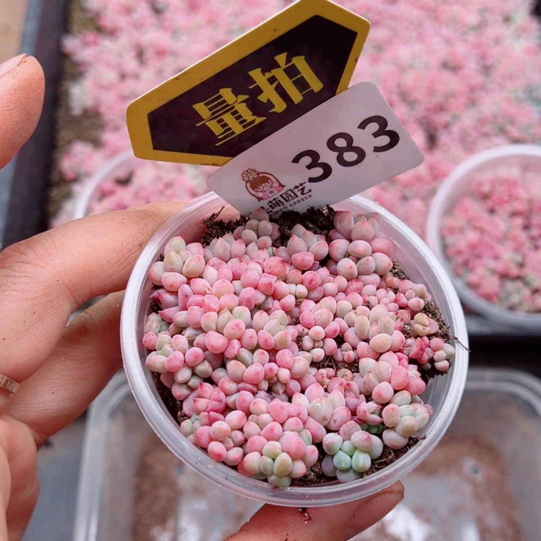 多肉植物多肉植物