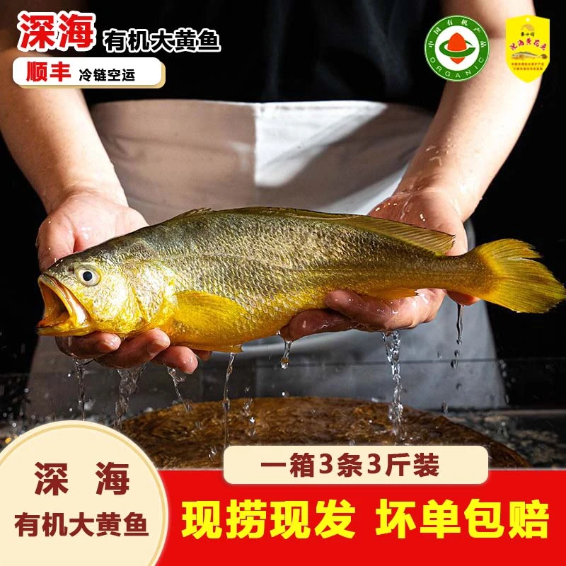 黄小渔【深海有机大黄鱼】半野黄花鱼3条3斤冰鲜发货宁德黄花鱼