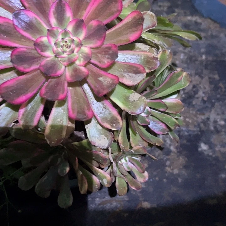 秋***云0140红金刚多肉植物