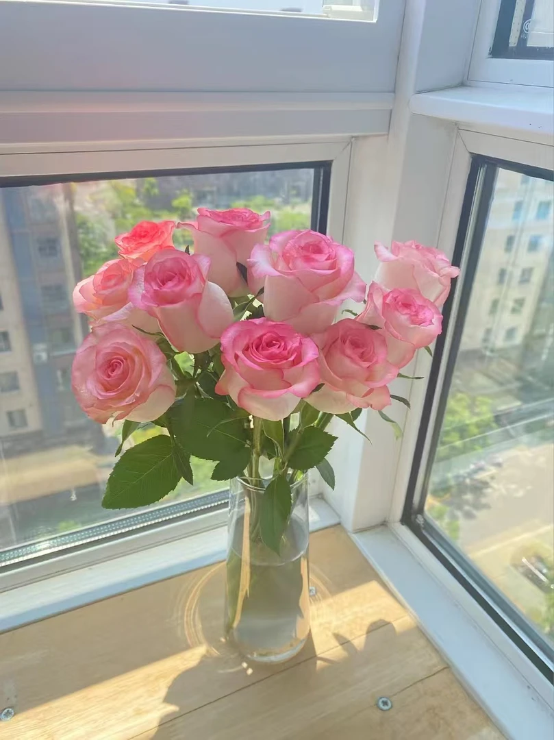 TS单头玫瑰40支合集云南昆明斗南鲜花基地现采现发顺丰冷链包邮