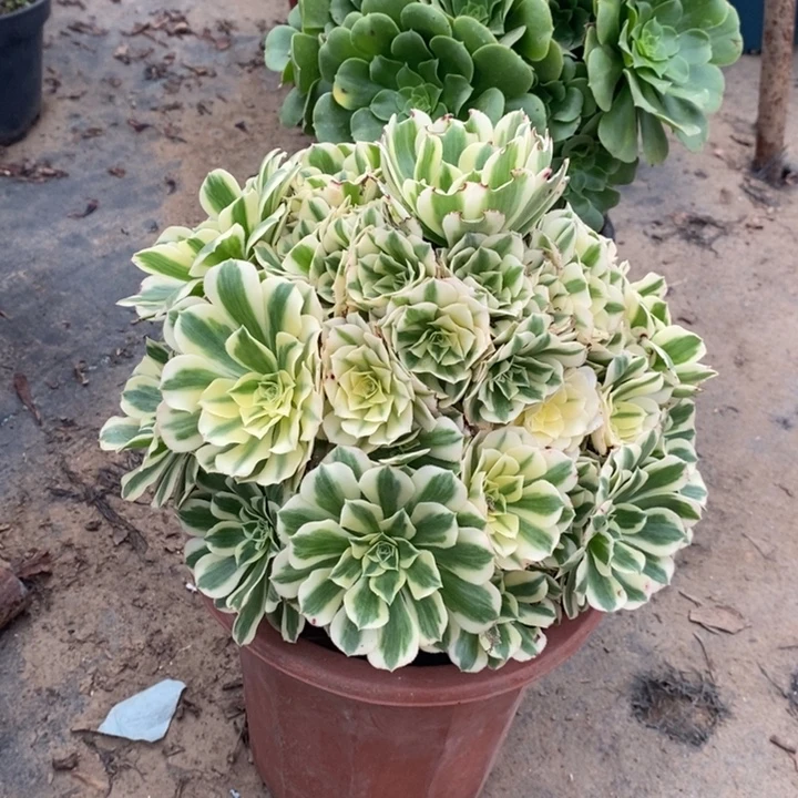 迈巴赫多肉植物15