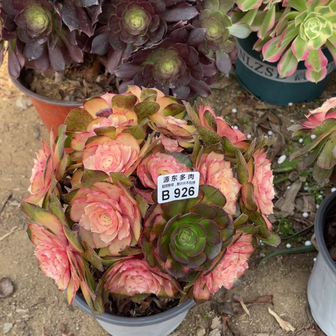 926牡丹多肉法师断枝不包