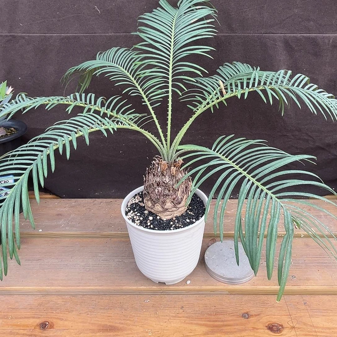 汤圆植物凯恩斯铁树