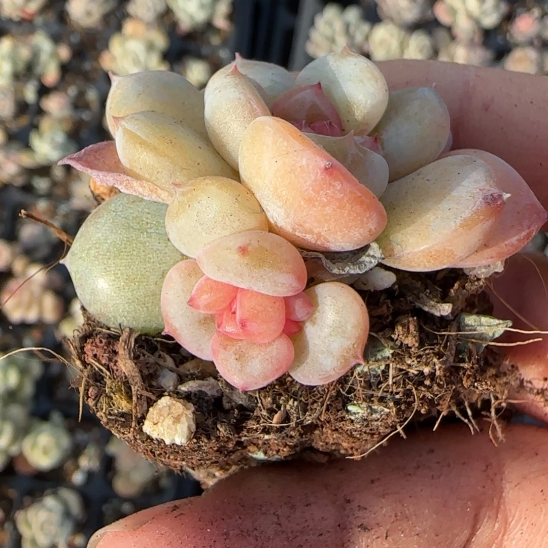 小卡拉米糖心一物一拍