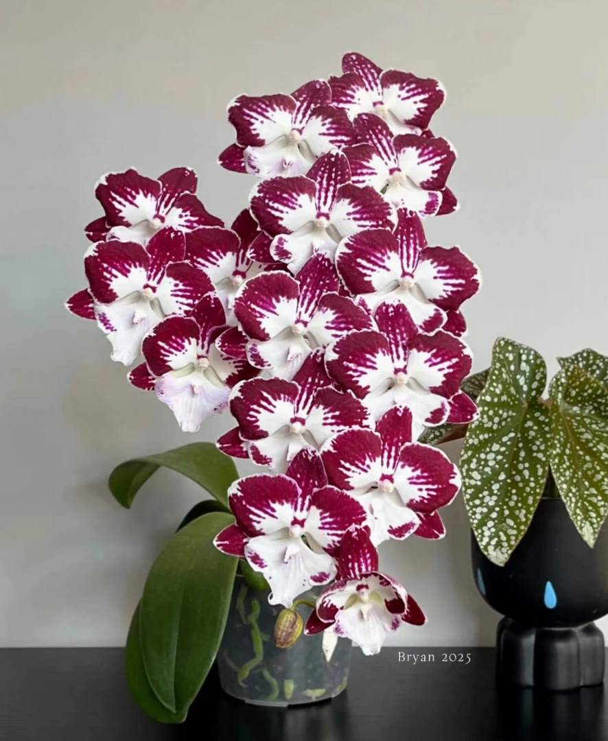 【罗格一代】出花剑苗 蝴蝶兰  3.0寸杯