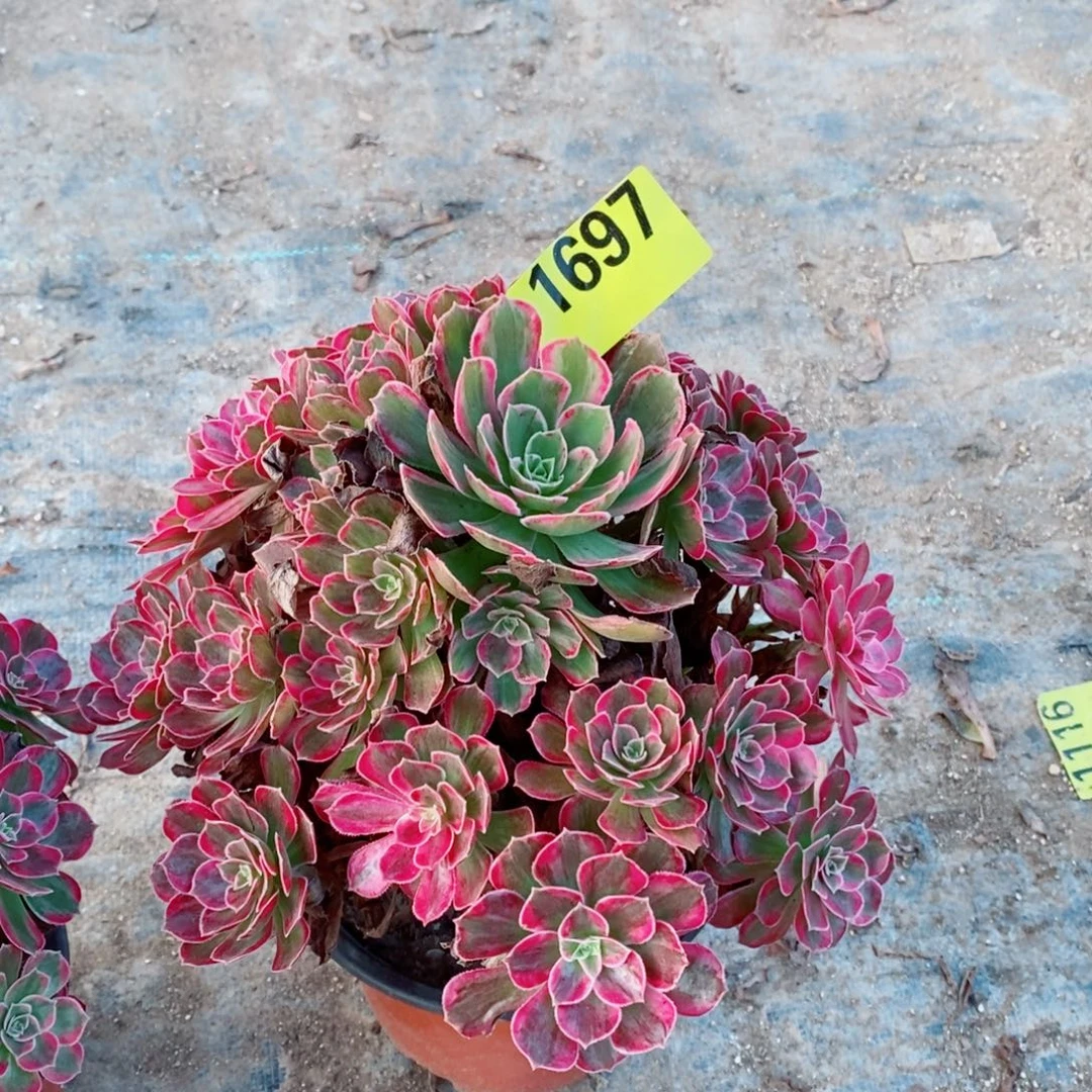 红同白多肉植物1697