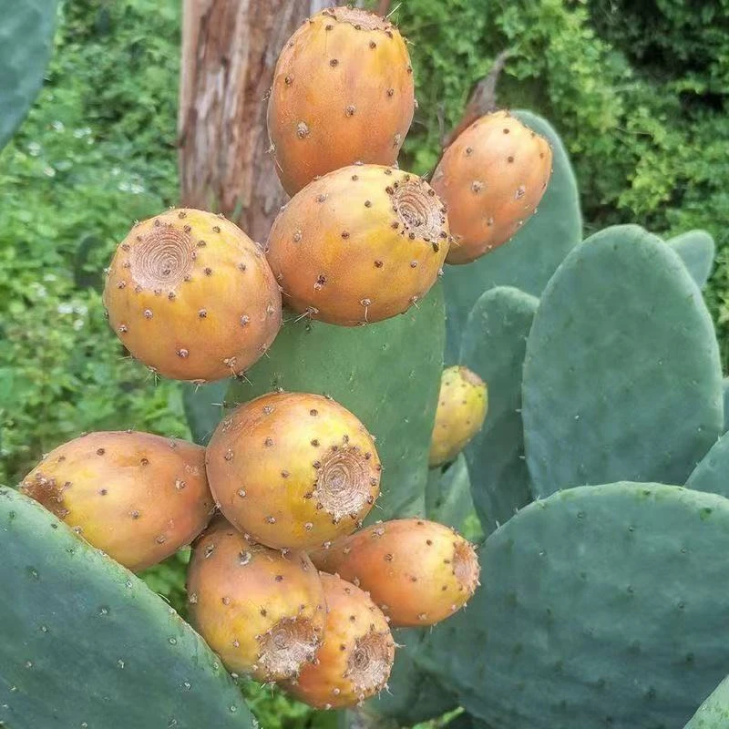 耐旱仙人掌盆栽可食用药用美容米邦塔厚片墨西哥外敷种植内服嫁接