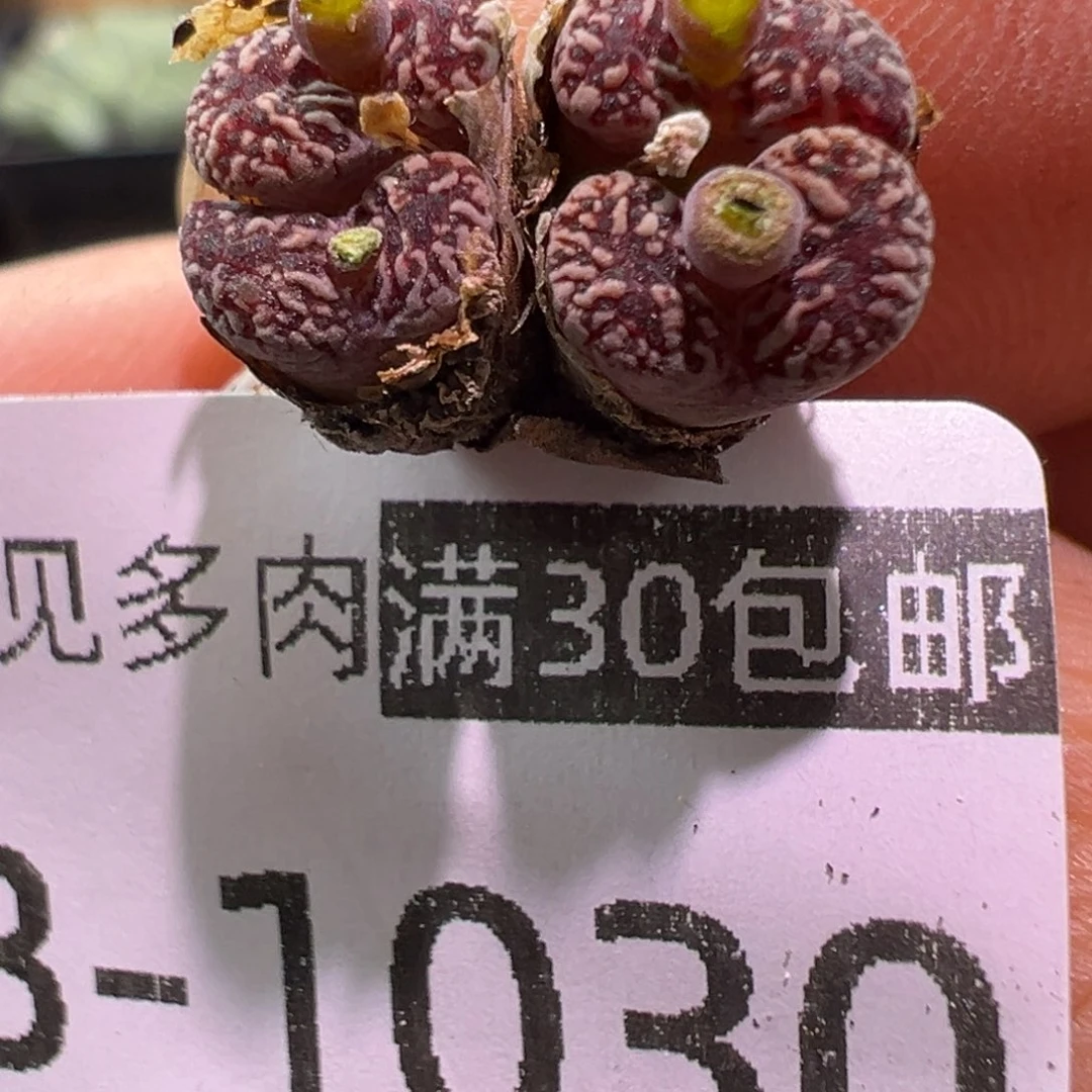 多肉植物1111111111