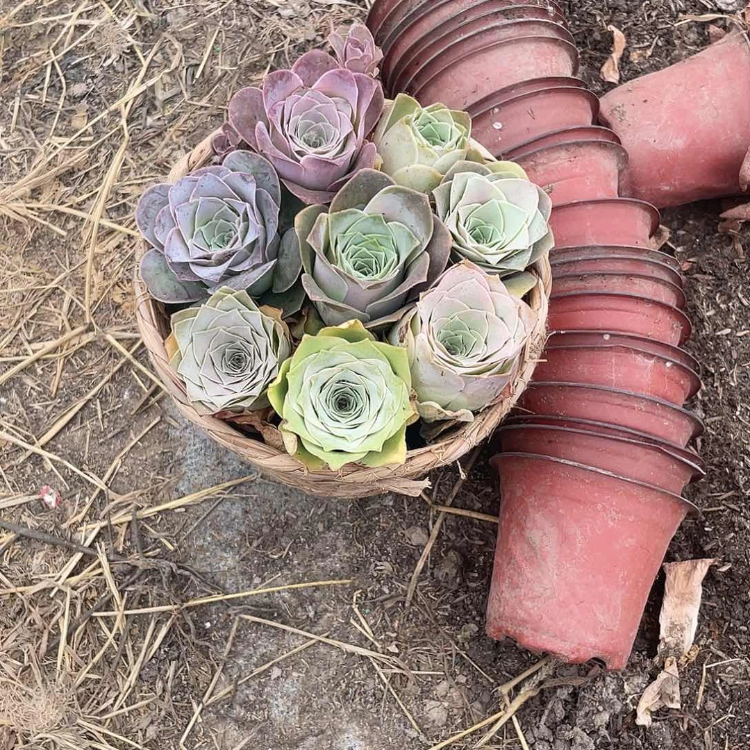 山地玫瑰8颗粉耶罗量拍不售后