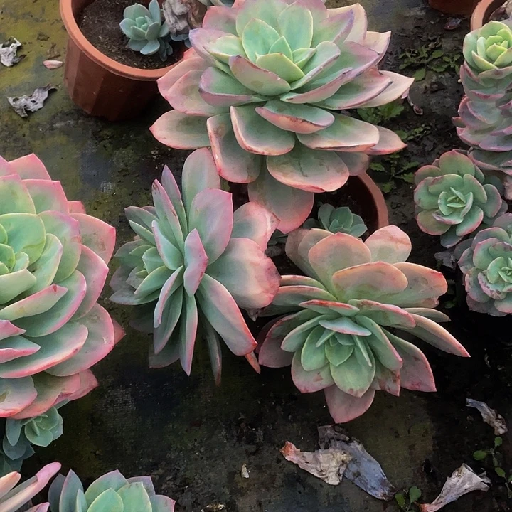 血凤48飘枝老桩多肉