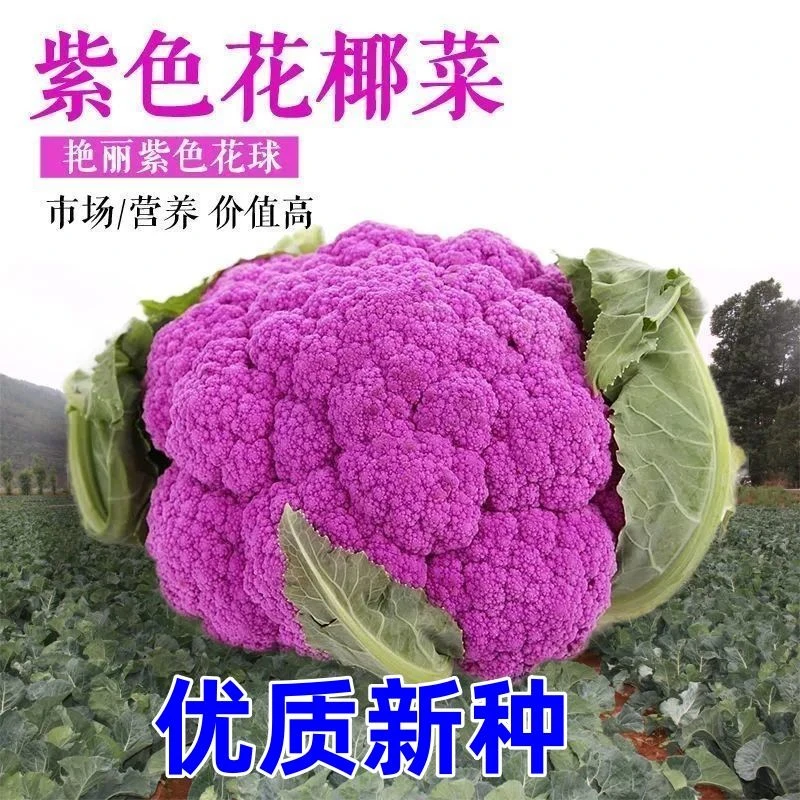 紫色花菜种子紫花菜种籽紫妃一号菜花种子紫红花椰菜蔬菜种子