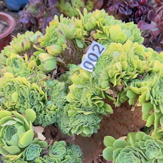 淡***声多肉植物一个绿玫瑰