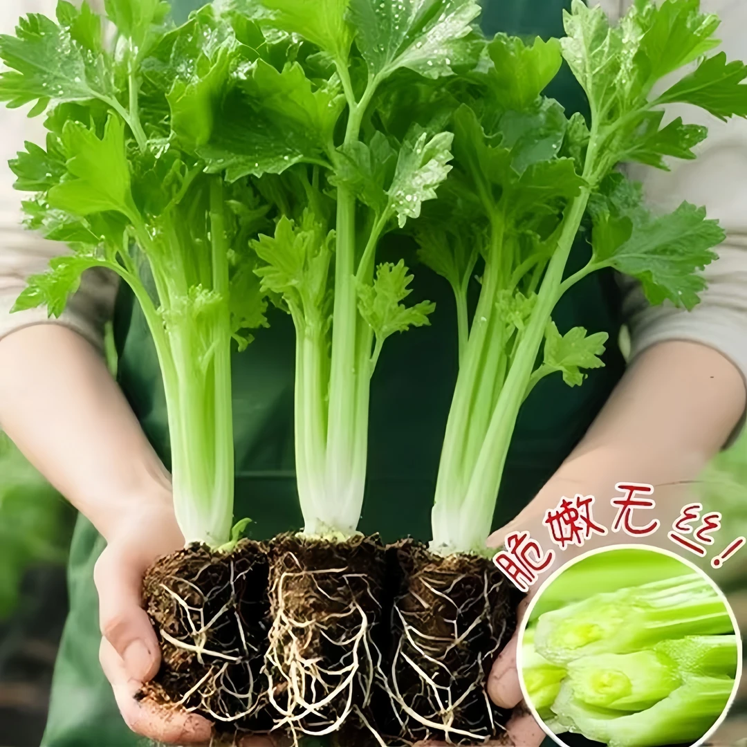 【高产香芹芹菜苗发货对版】皇后大西芹四季小院种植阳台盆栽小香芹