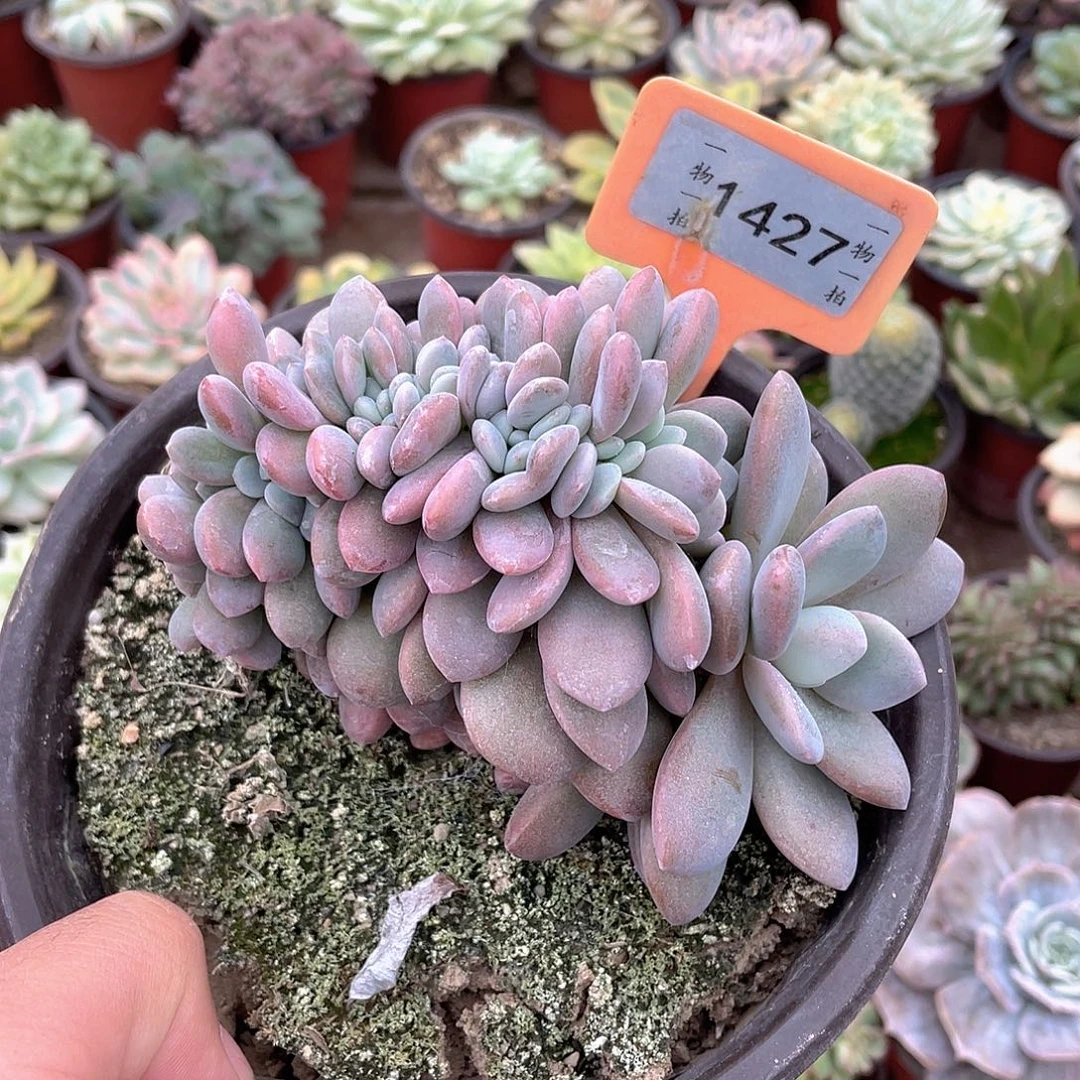 粉兔缀1427号多肉