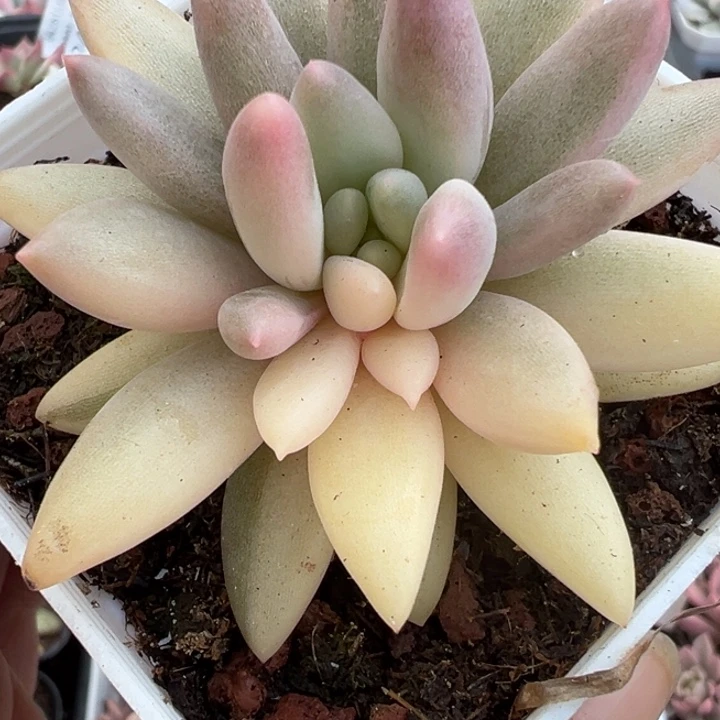 红蜻蜓锦多肉植物2457