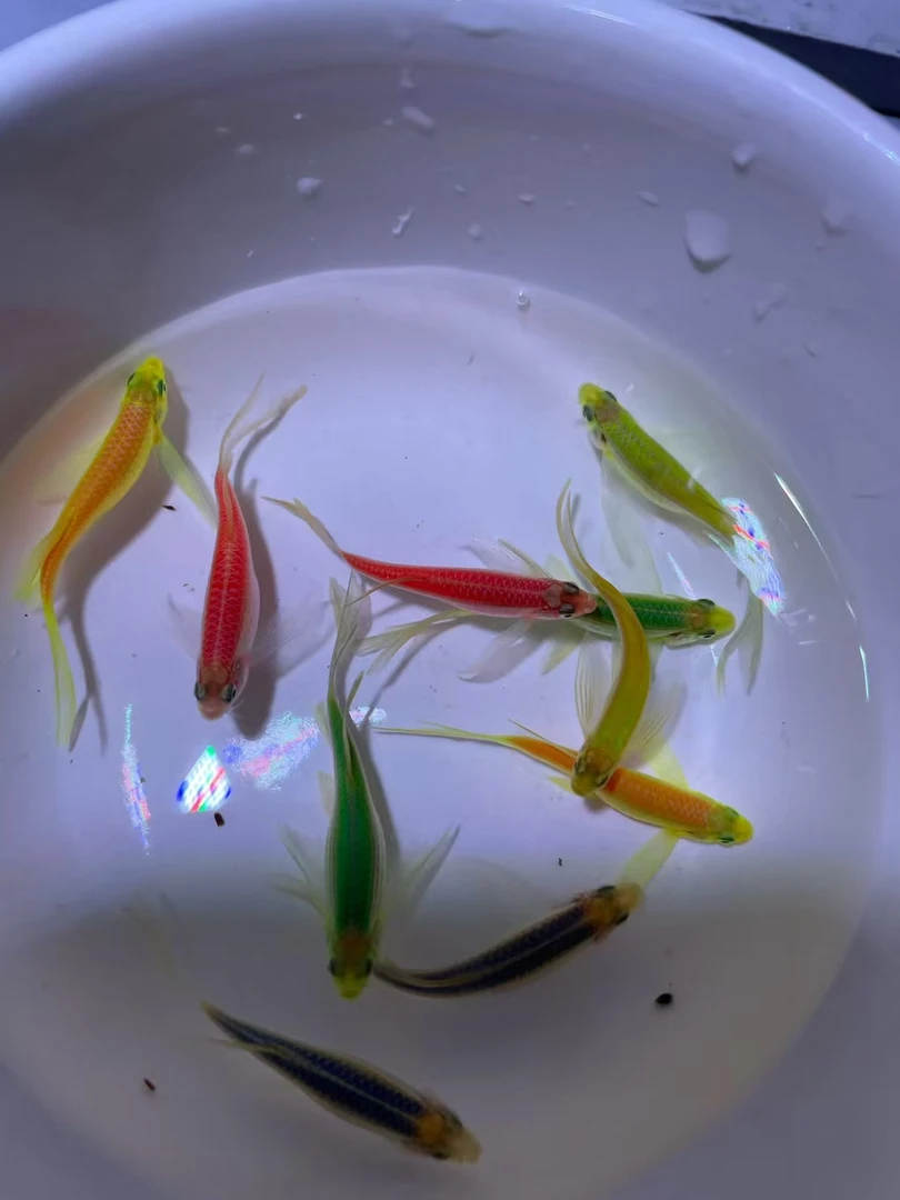 蝶翼斑马鱼长尾长鳍热带淡水观赏鱼好养活