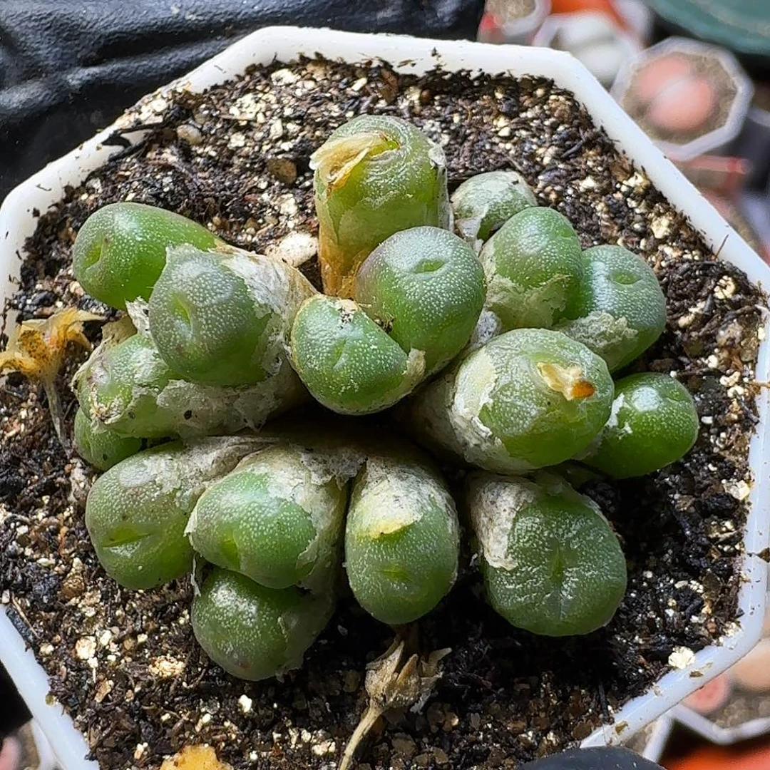 生石花111111。 88