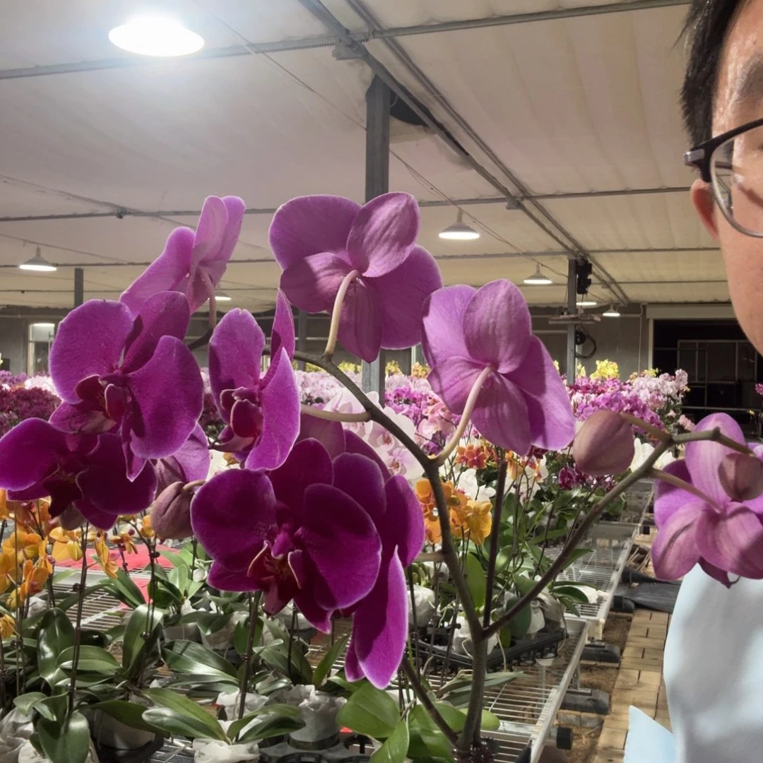 完全开放昆士顿带花苞大树叉
