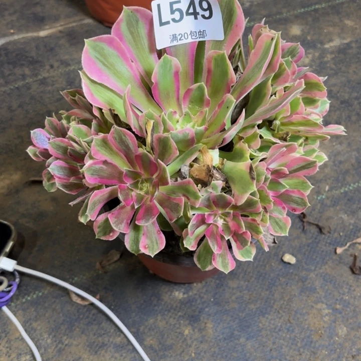 瑞妈多肉园艺549。