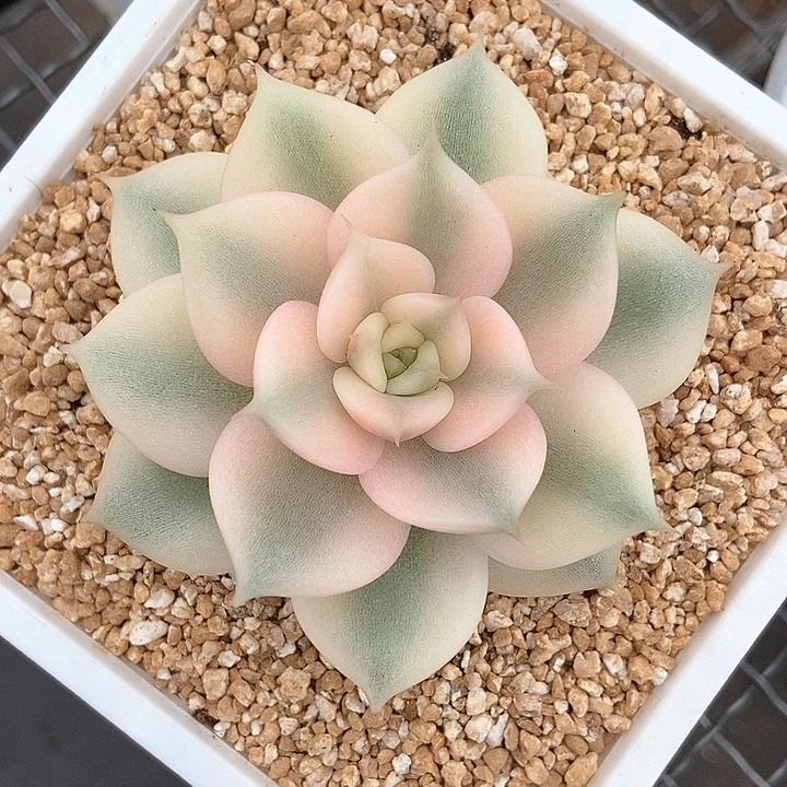 贝加尔湖锦多肉植物
