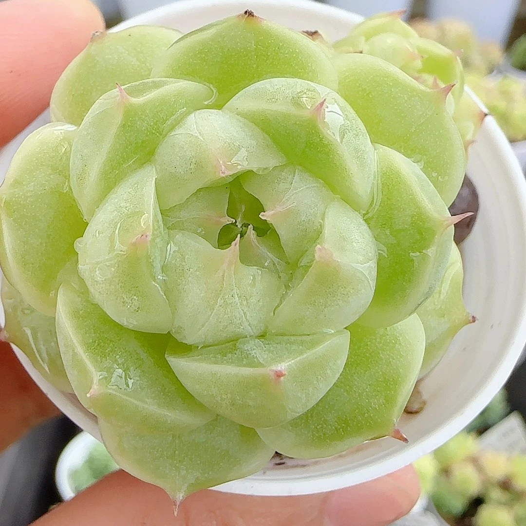 爱***3【闪购商品】0810-38包子麦杆