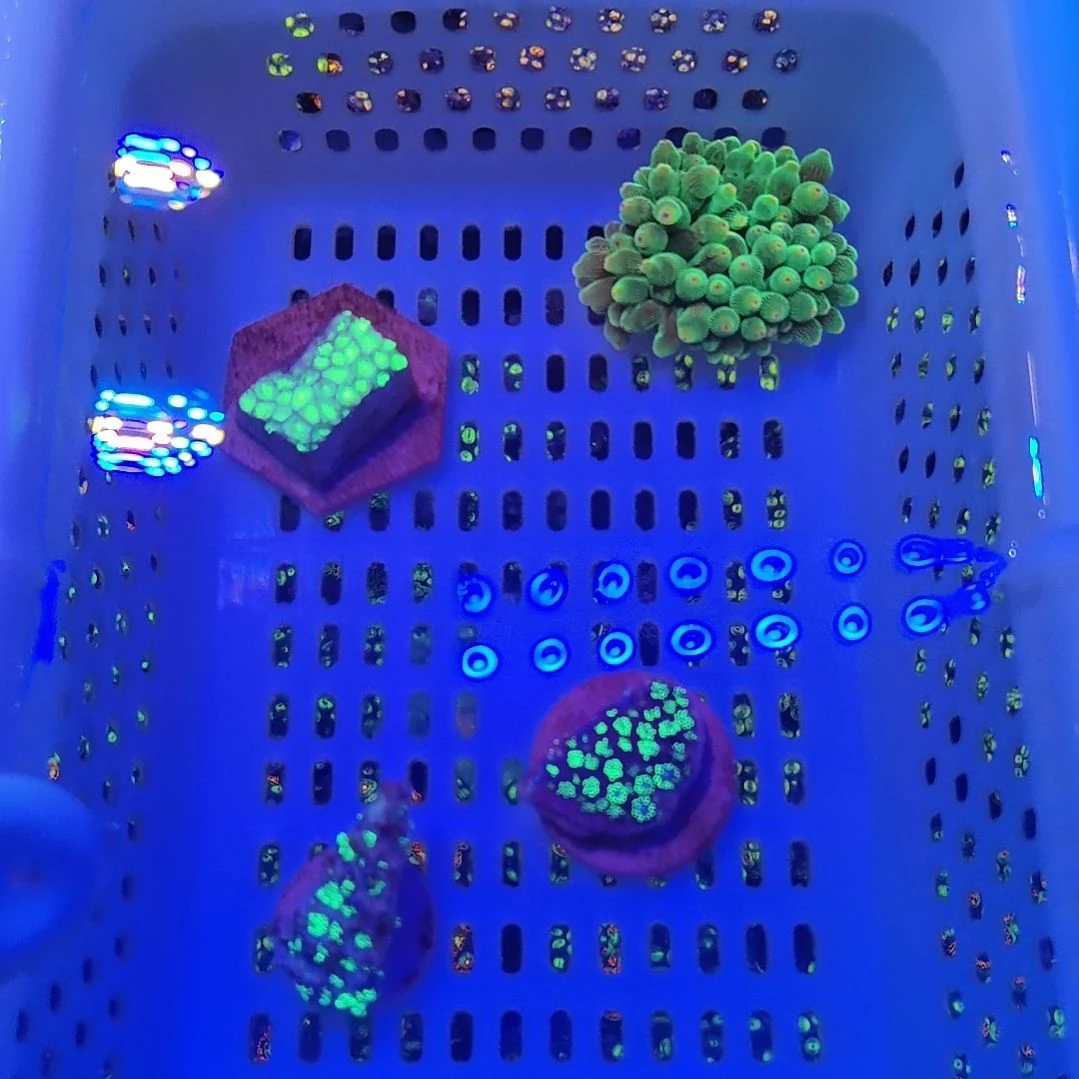 纽扣珊瑚宝石花套餐