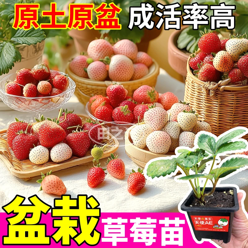 优质奶油草莓秧苗红颜真红美玲天使ae白黑红果原土大果室内外种植