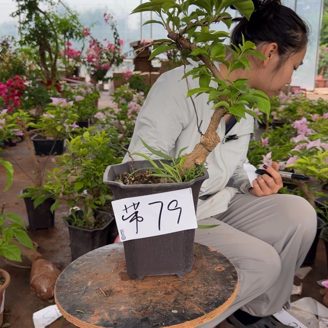 大部分花苞少量开放79 金夫人