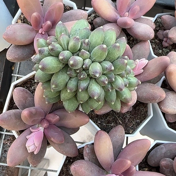 青蛙王子儿童牙膏111