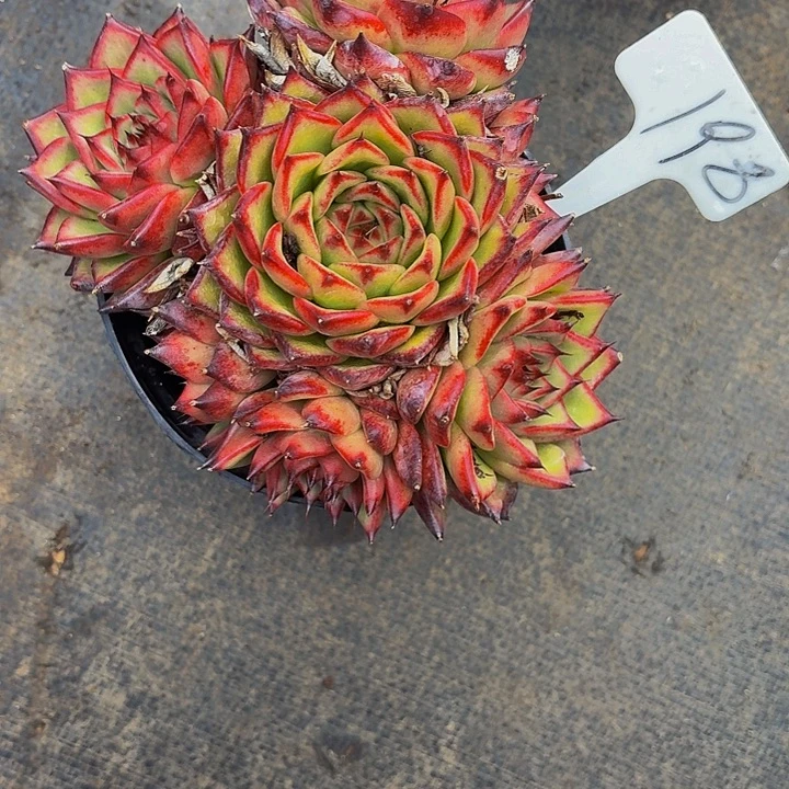 用***8丽娟花卉蒙里沙娜