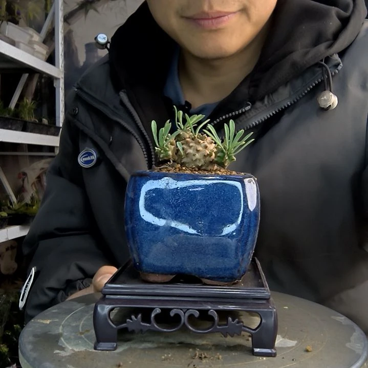 颖**e小盆景小植物一物一拍125