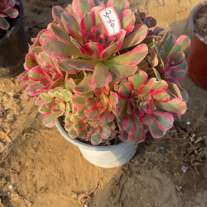 3-30妖月多肉凑单不包售后