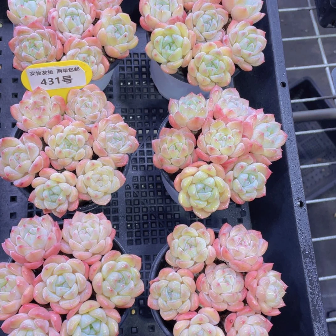 431号奶油冰橙组合七个