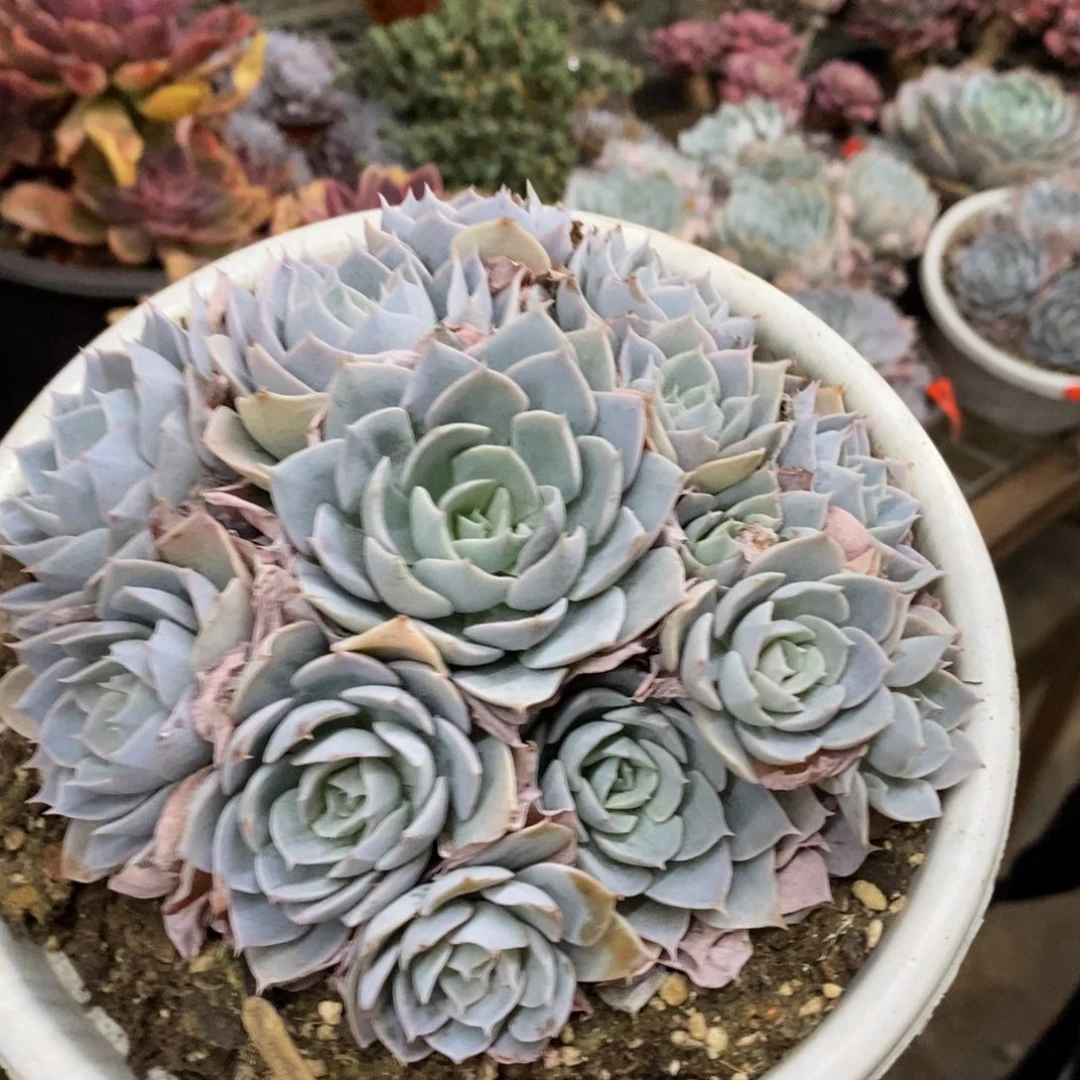 蓝石莲多头群生老桩，160杯