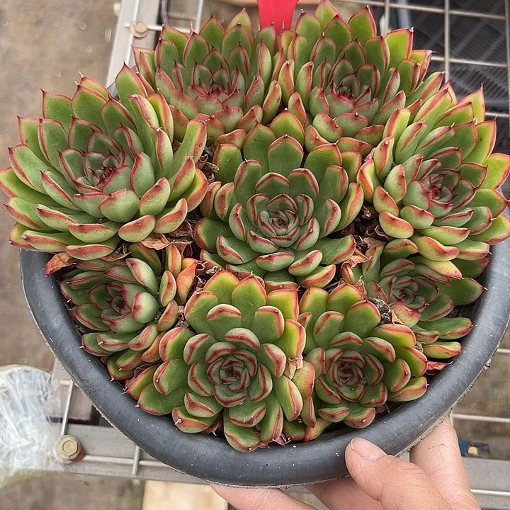 两单包邮，一物一拍60荧火虫