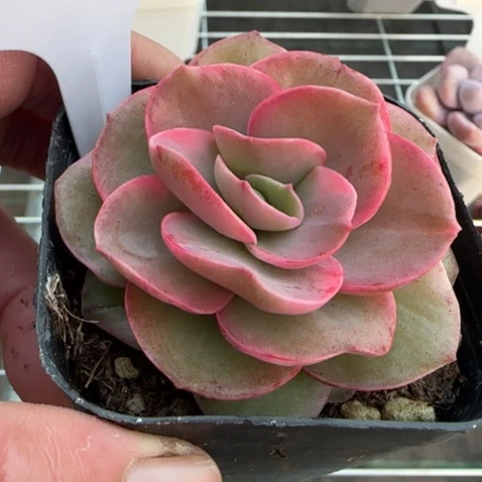 209秀妍锦一物一拍多肉