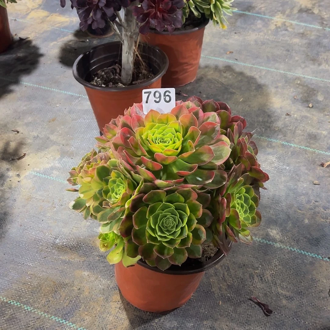 一****声多肉植物一物一拍796