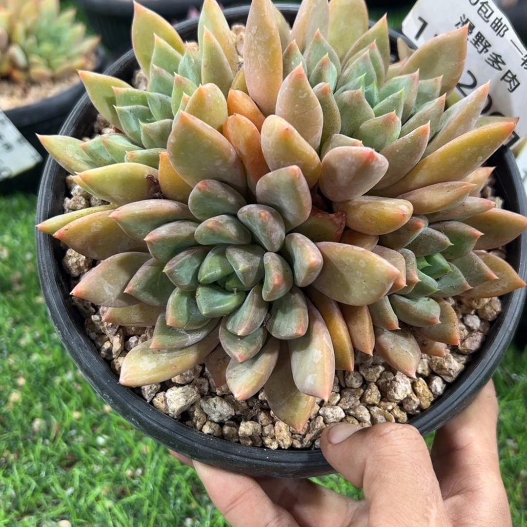 1102061 黄体象牙群生无砍