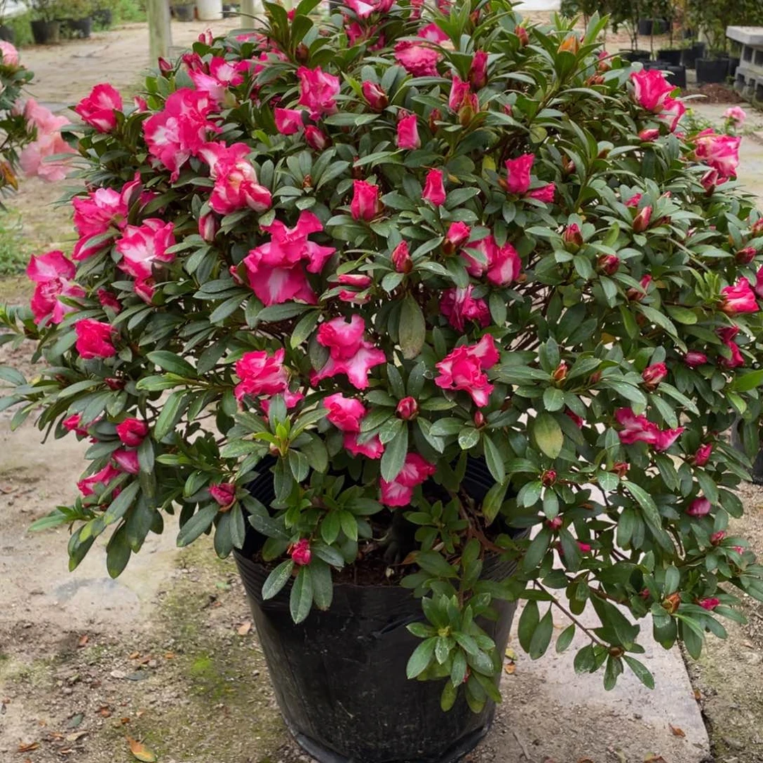 红西码漂亮好看漂亮