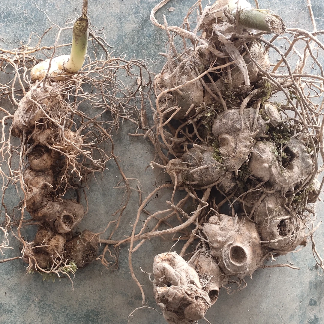 湖南大山里山货植物老虎姜菜